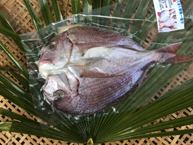 【地域専用】”真鯛”　ホクホク鮮魚一夜干し　(税込) 冷凍