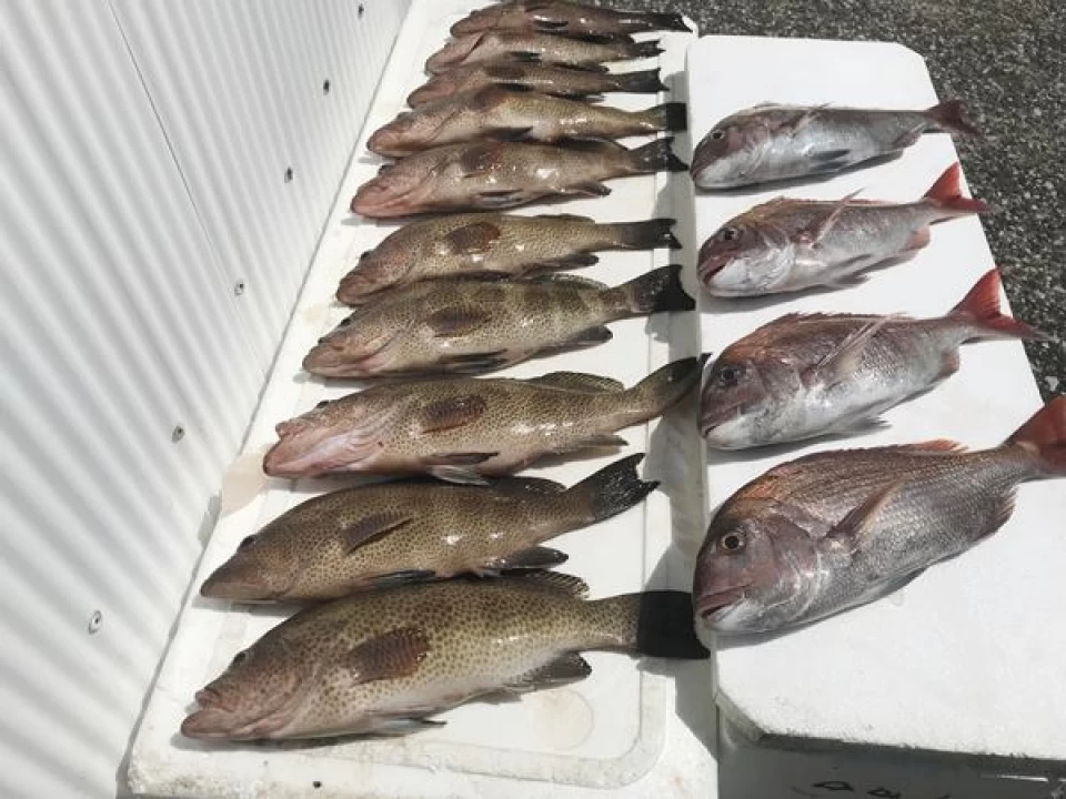 高級魚オオモンハタを釣り師が１２匹１５ｋ釣りあげる